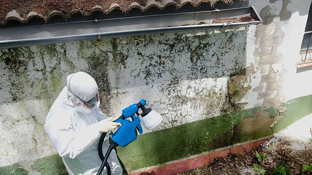 Top rated local Basement Mold Remediation specialists in Broomfield, CO